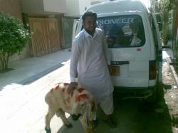 Pakistani dating website