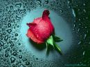 kabul dating website