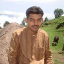 Sahiwal Male pictures