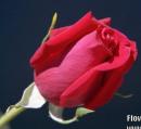 Karachi dating website