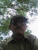 Sahiwal Male pictures